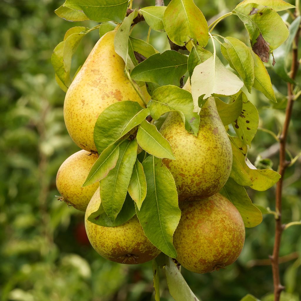 Pyrus communis Beurré d’Amanlis - Pear Tree