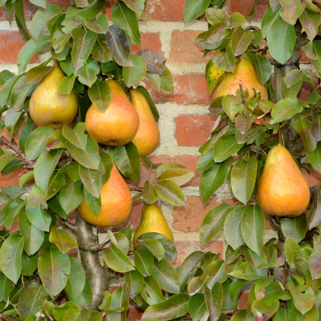 Poirier Durondeau - Pyrus communis Buisson en racines nues