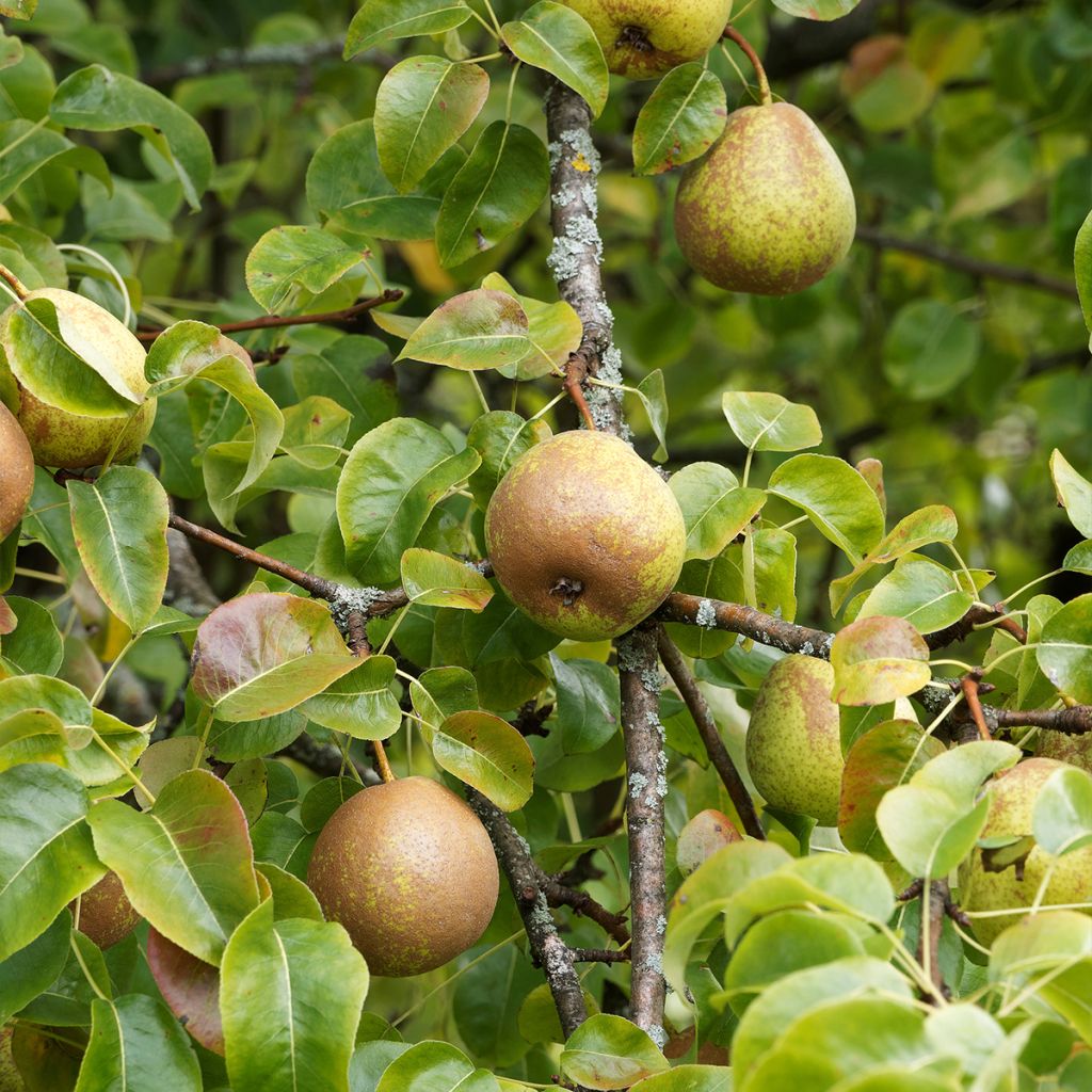 Pyrus communis Olivier De Serres - Pear Tree