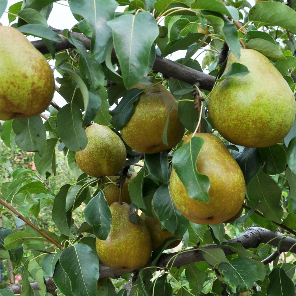 Pyrus communis Président Héron - Pear Tree