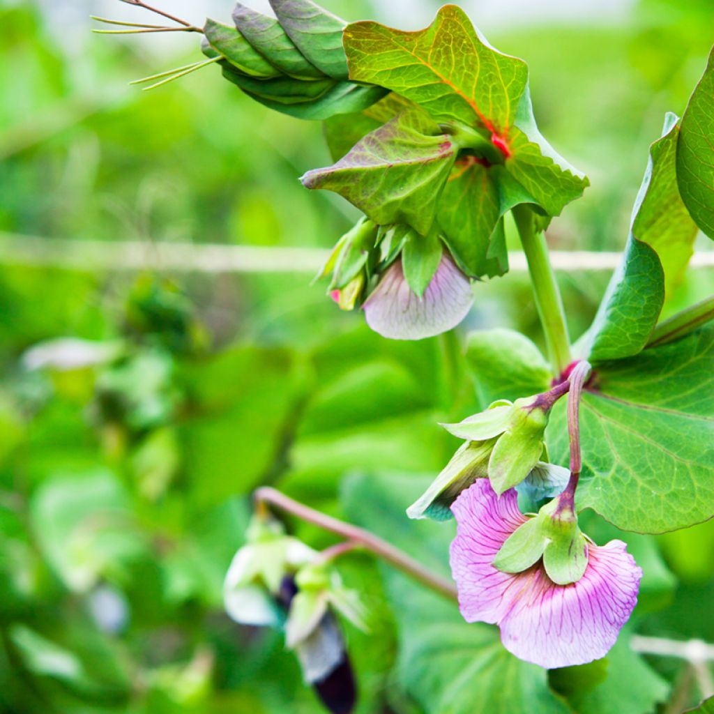 Pea Blauwschokker - Purple-podded