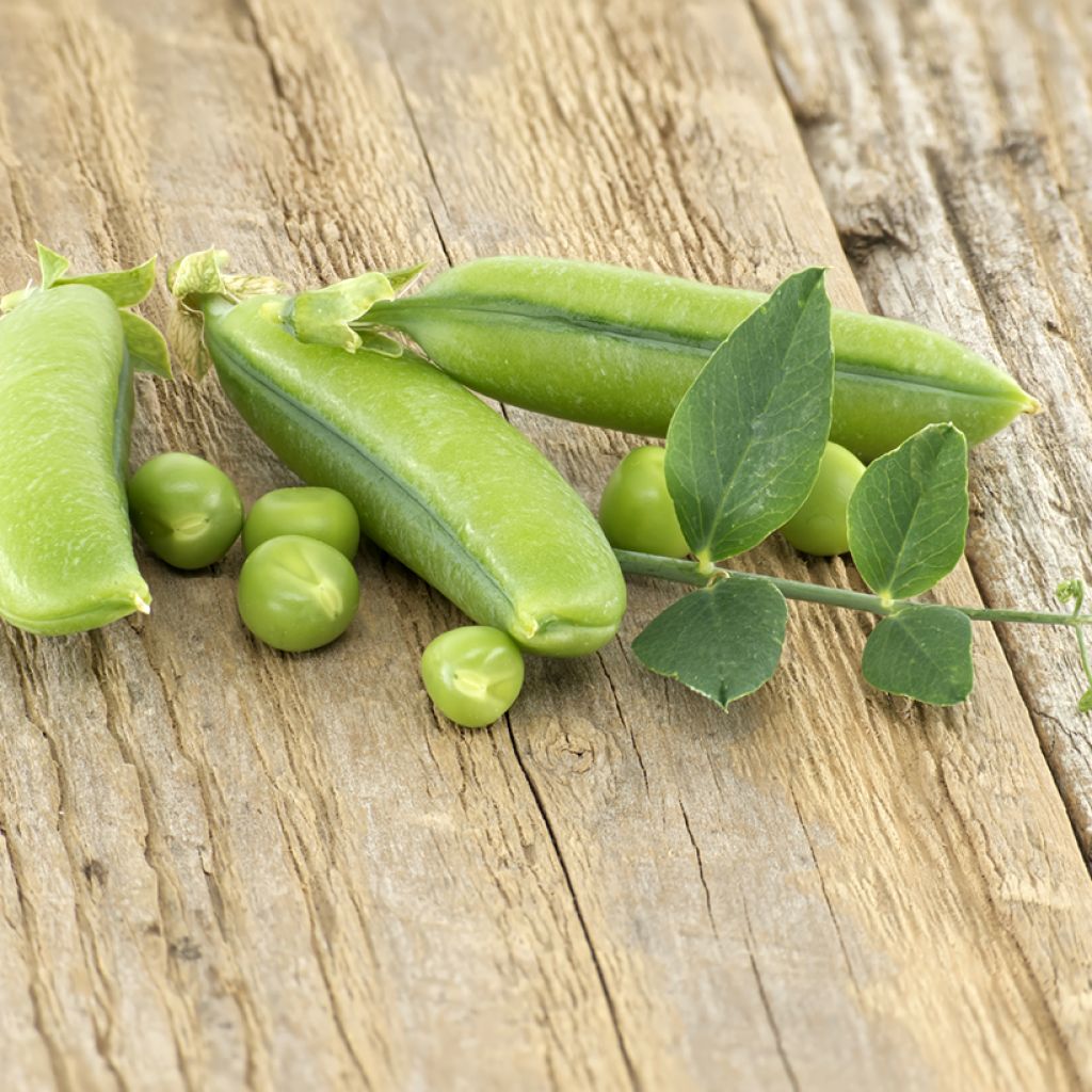 Sugar Snap Pea Delikett