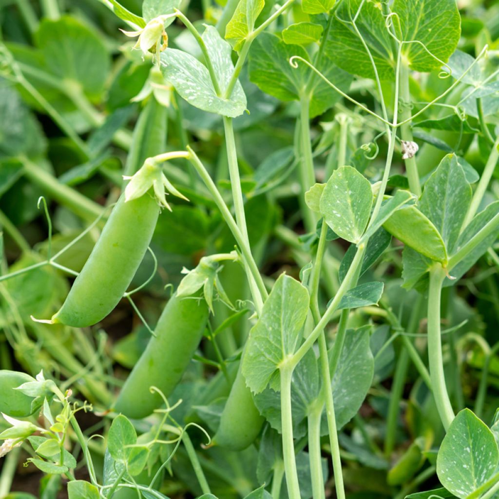 Sugar Snap Pea Delikett