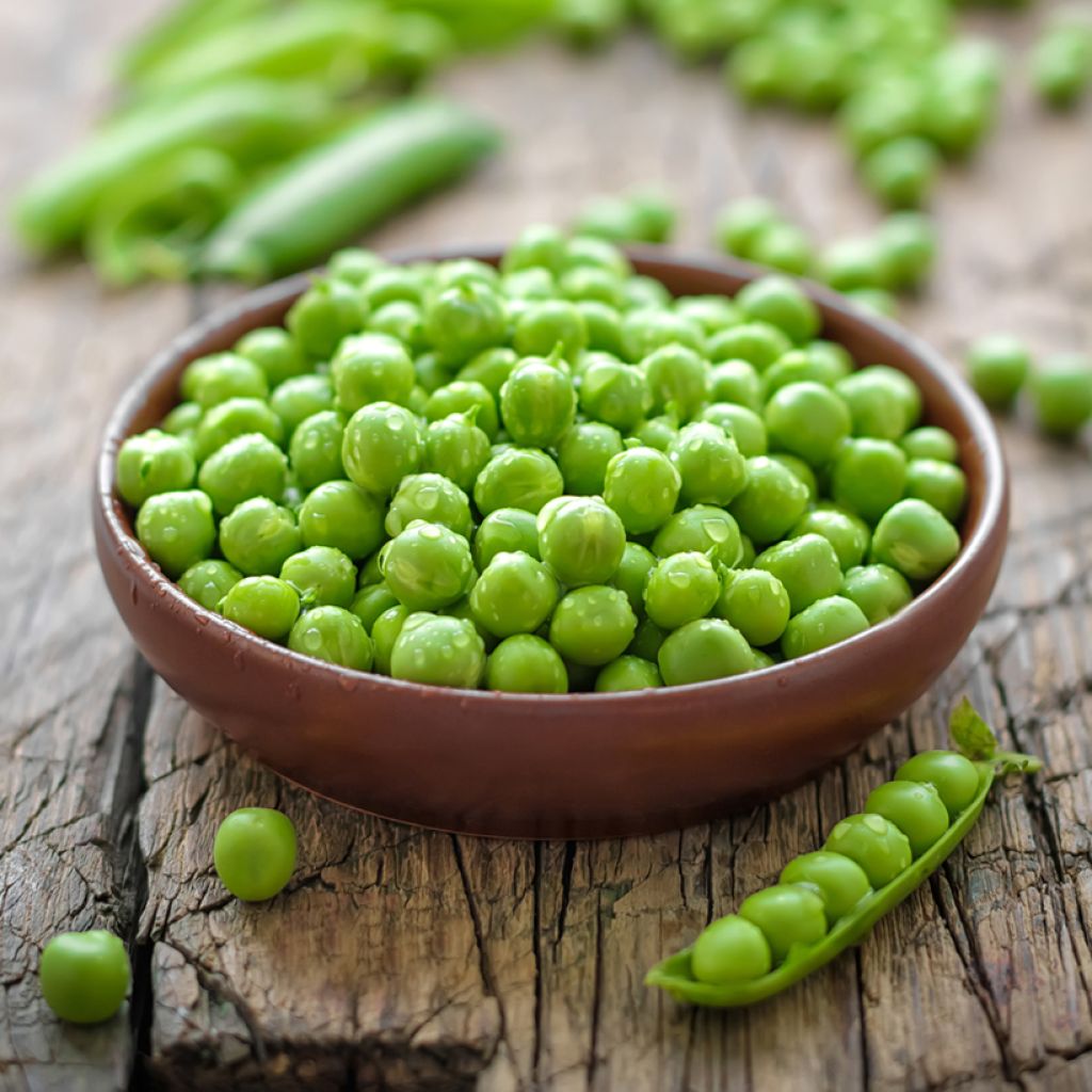 Hurst Green Shaft' semi-climbing peas