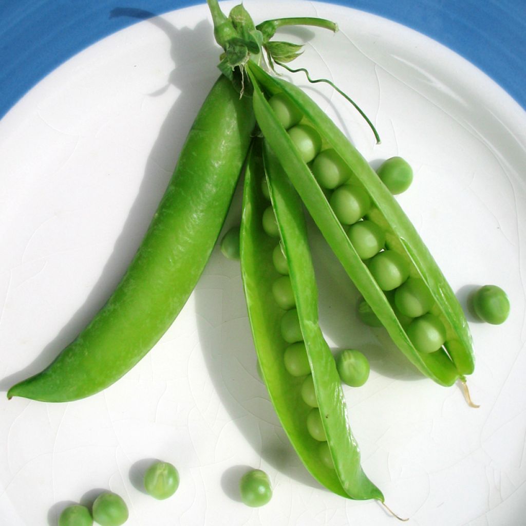 Dwarf Pea Ceresa