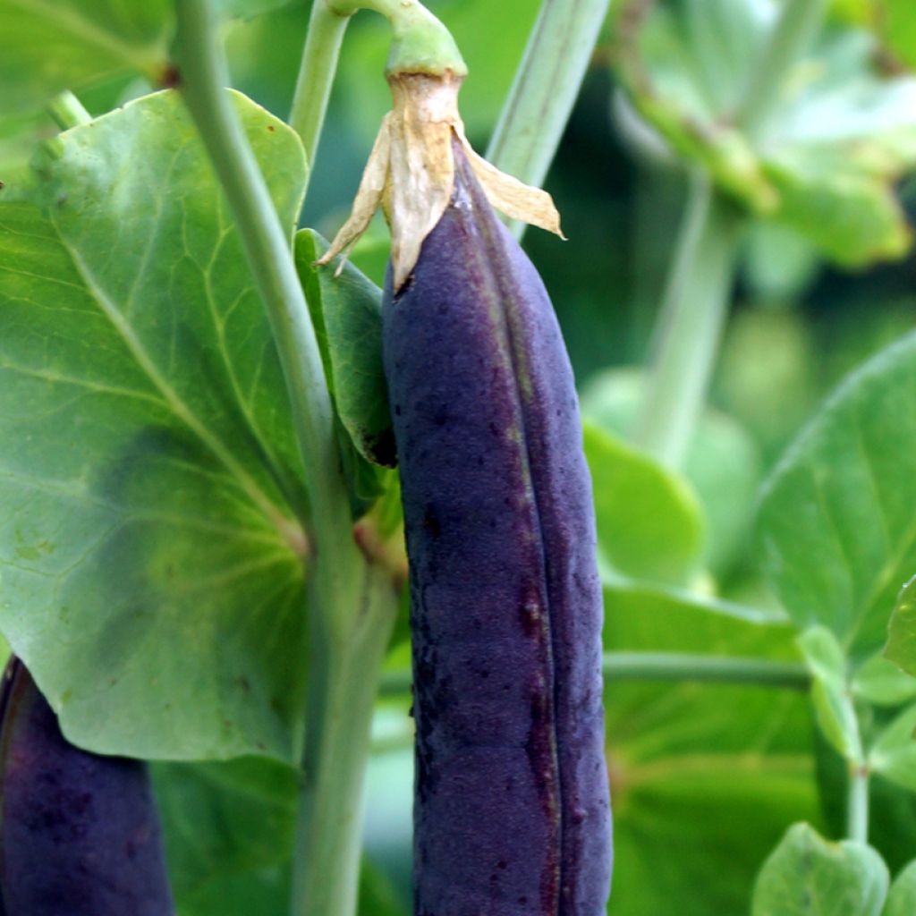 Dwarf Pea Desiree - Purple-Podded