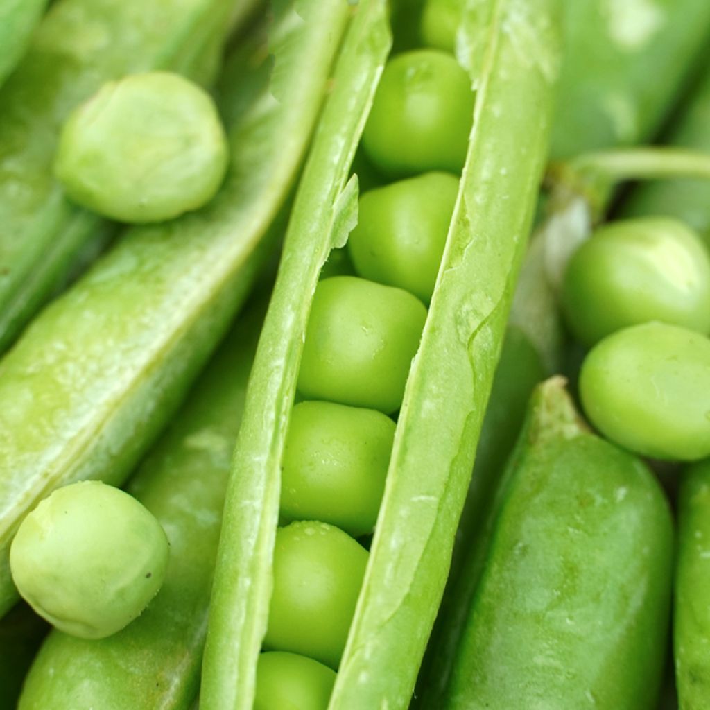 Jaguar Dwarf Pea