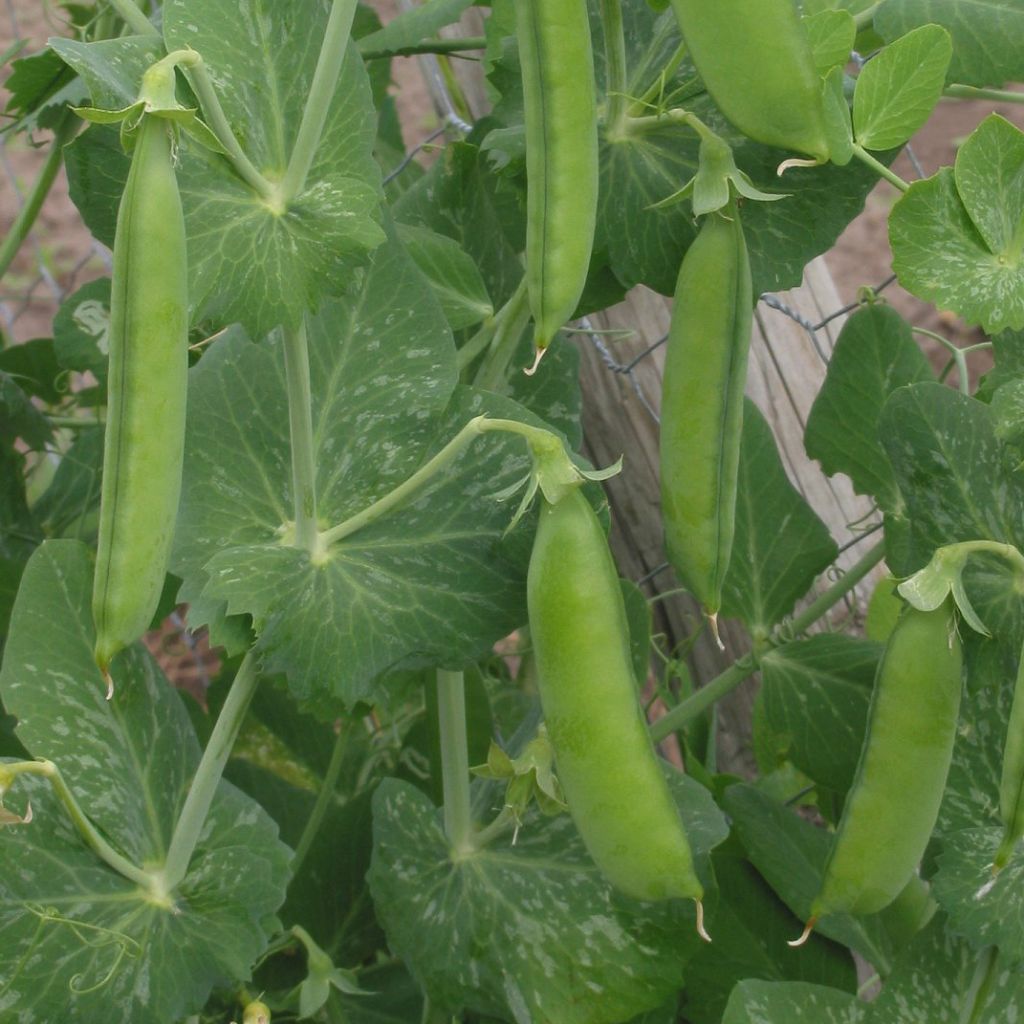 Pois nain Markana (à grains ridés ) - Pisum sativum