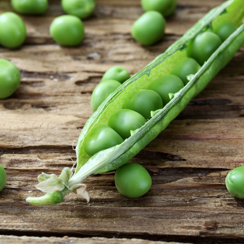 Dwarf Pea Kelvedon Wonder - Vilmorin Seeds