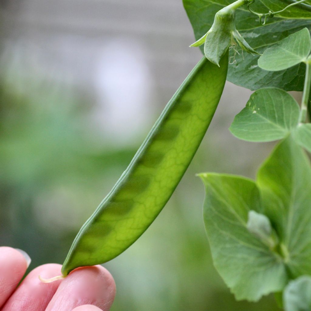 Dwarf Sugar Lace Mangetout Pea