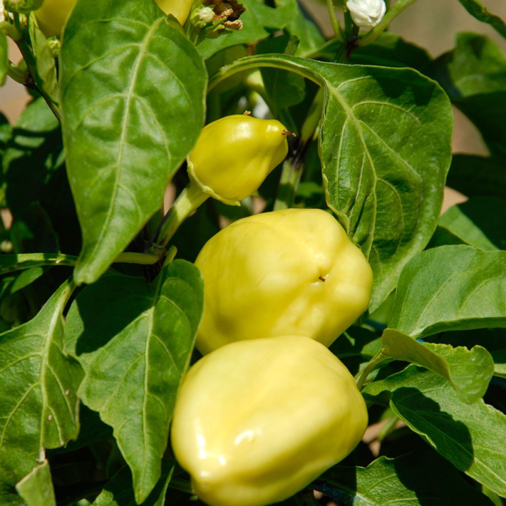 Sweet Pepper Petit Marseillais - Ferme de Sainte Marthe Seeds