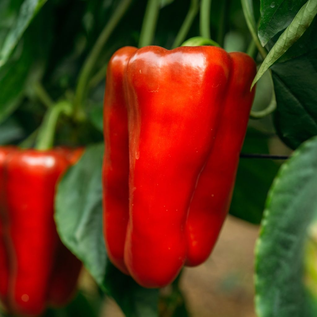 Grafted Lamuyo F1 Red Pepper plants - Capsicum annuum