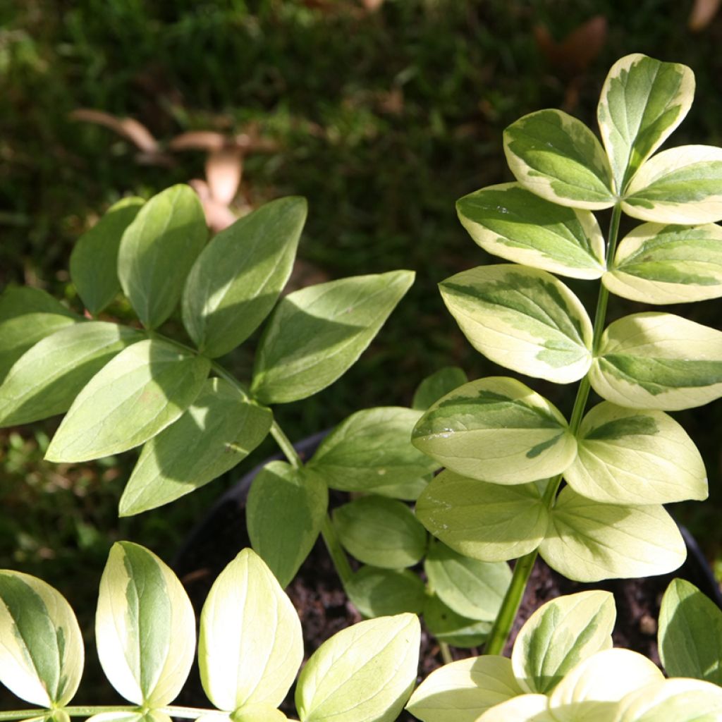 Polemonium yezoense Halfway to Paradise