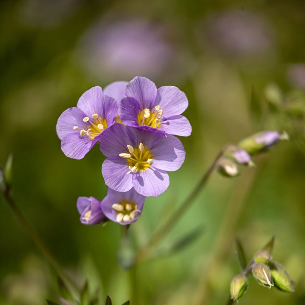 Polemonium caeruleum Lambrook Mauve