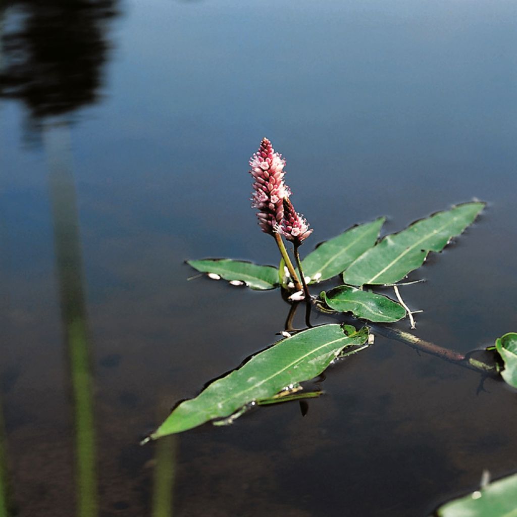 Persicaria amphibia - amphibious bistort