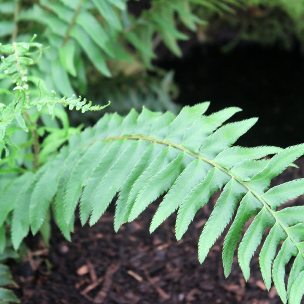 Polystichum munitum - Giant Holly Fern