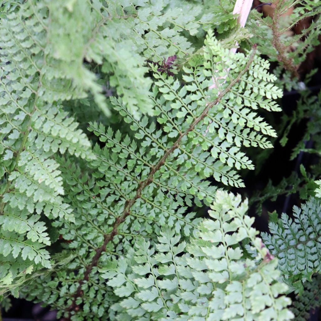 Polystichum setiferum Herrenhausen - Soft Shield Fern