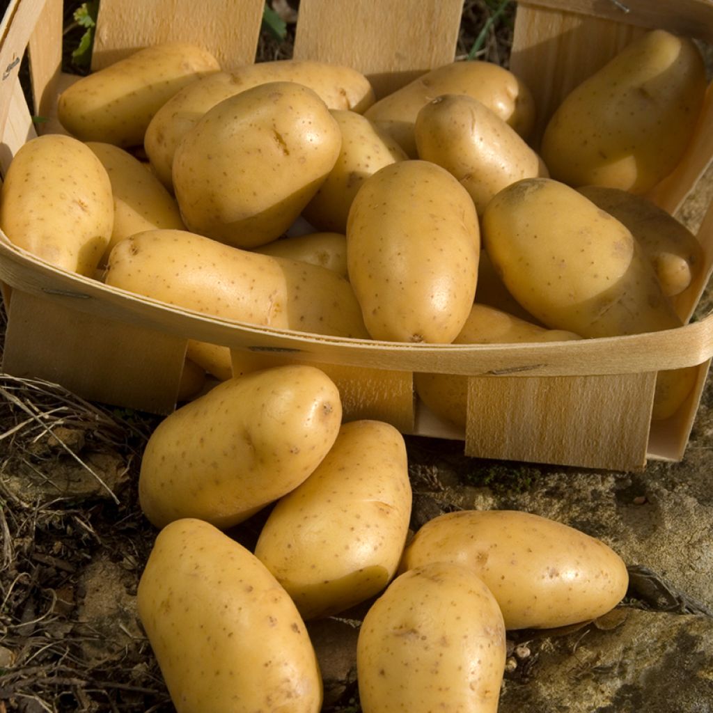 Potatoes Pompadour