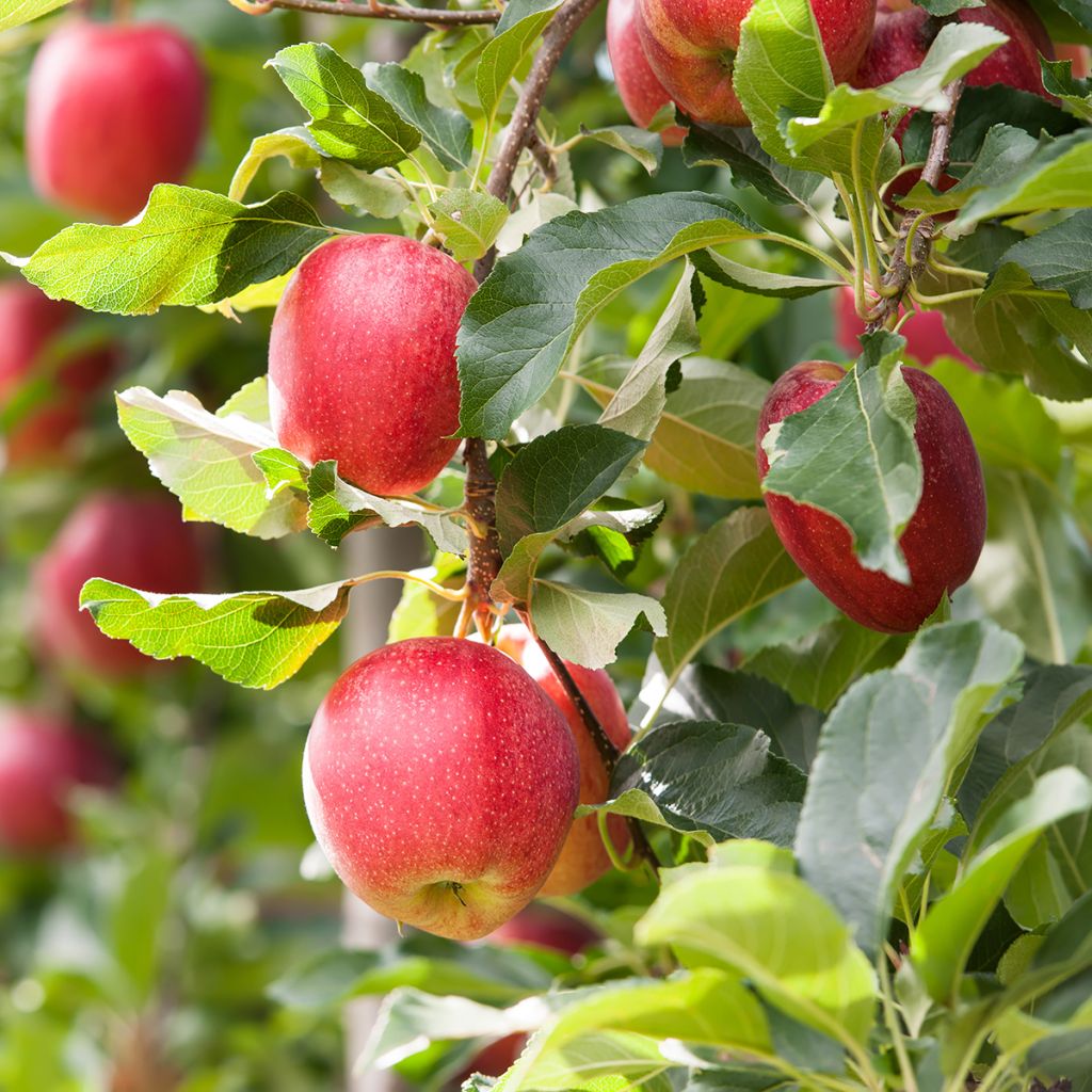 Apple tree Gala Organic - Malus domestica