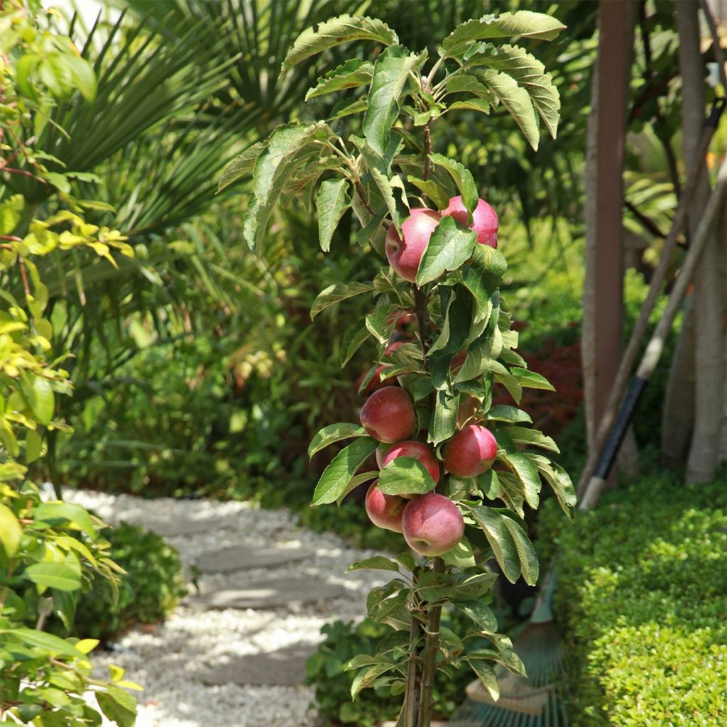 Malus Apollo - Crab Apple