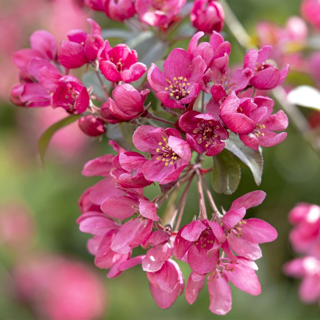 Malus Apollo - Crab Apple