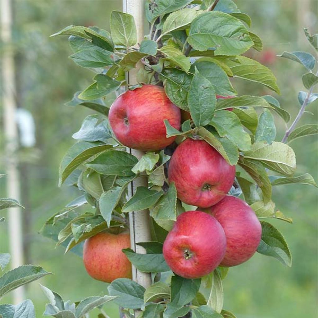 Apple Tree Reine des Reinettes