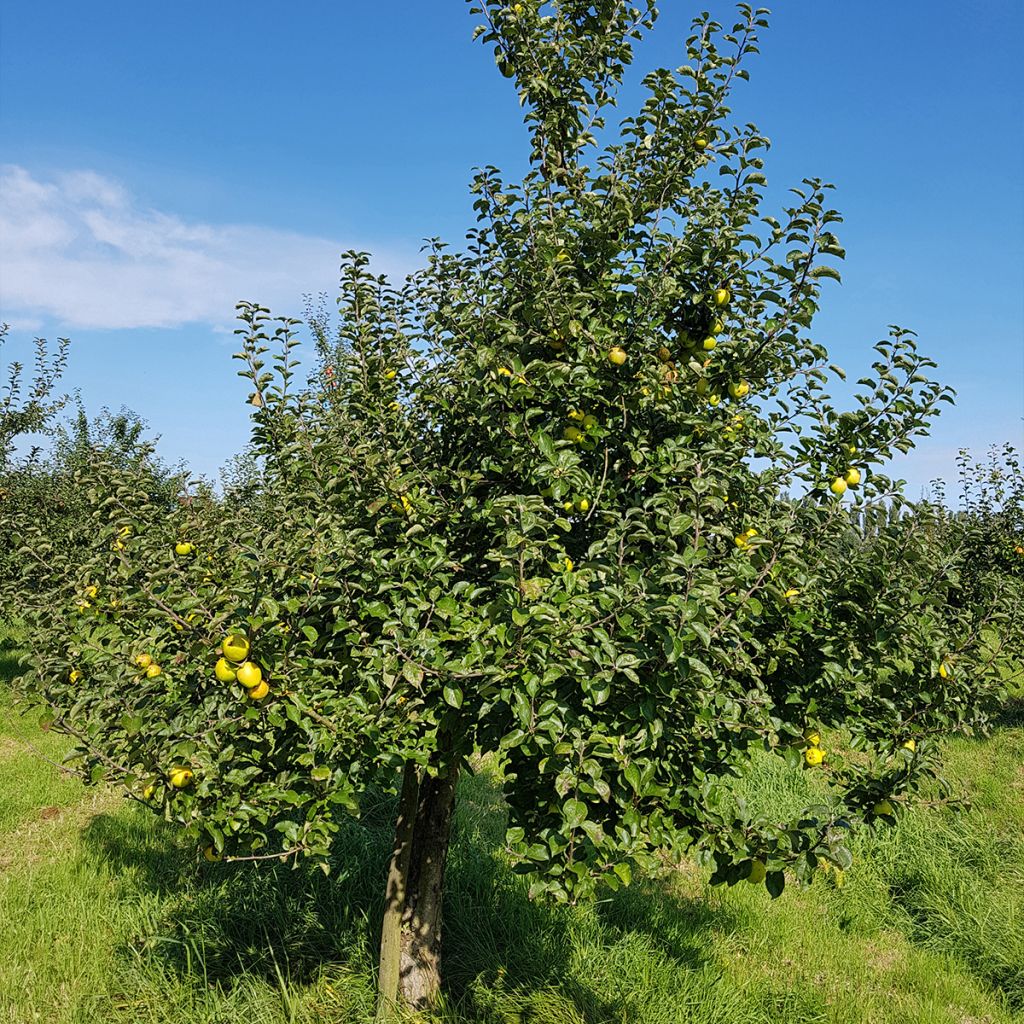 Apple Tree Reinette du Canada Blanche - Malus domestica