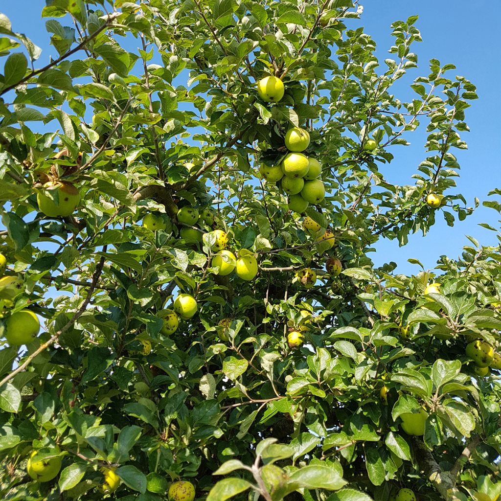 Apple Tree Reinette du Canada Blanche - Malus domestica