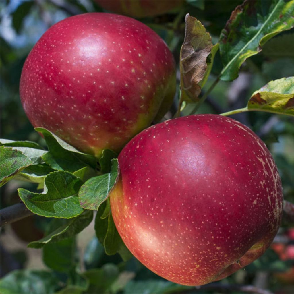 Apple Tree Summerred - Malus domestica