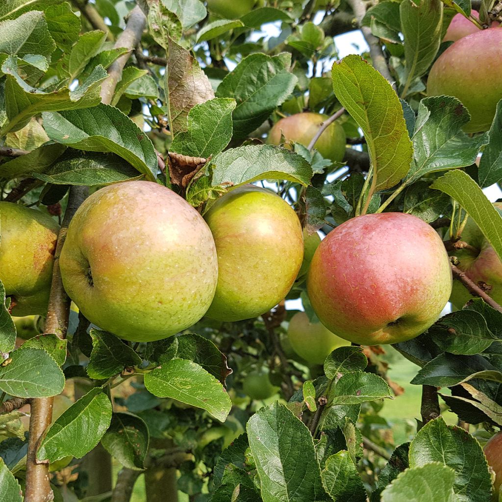 Columnar Apple Tree Azay-Le-Rideau - Malus domestica