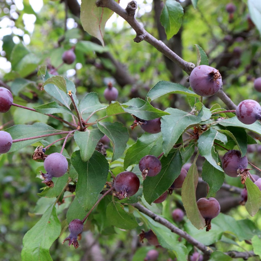 Malus purpureus Aldenhamensis - Crab Apple