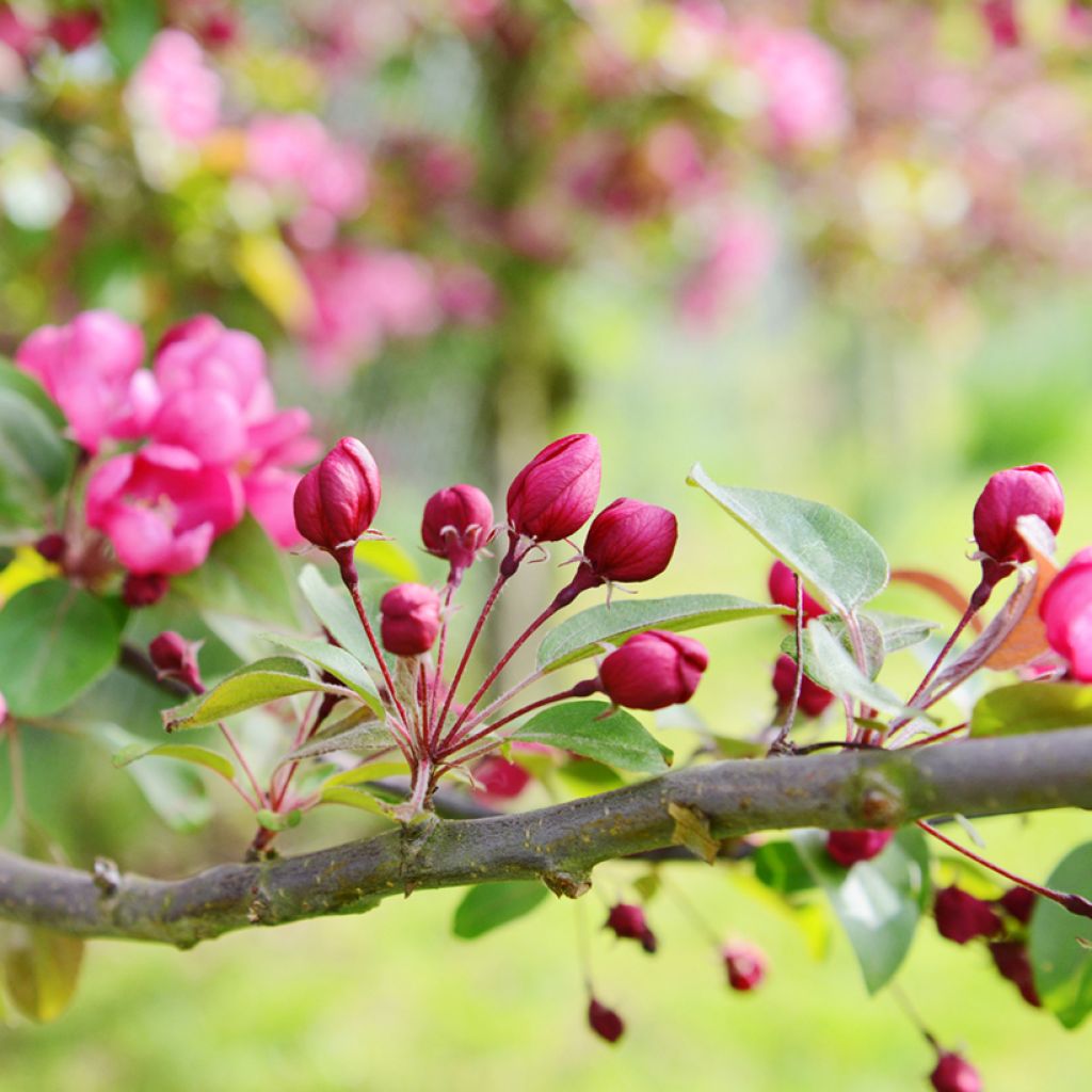 Pommier d'ornement - Malus Indian Magic