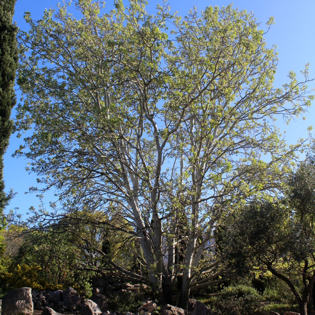 Populus alba - White Poplar