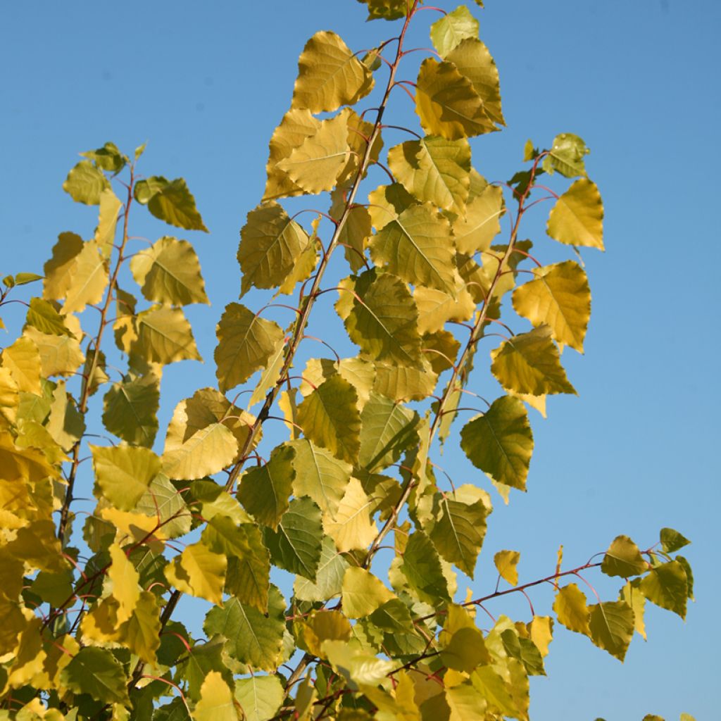 Populus x canadensis Serotina Aurea - Canadian Poplar