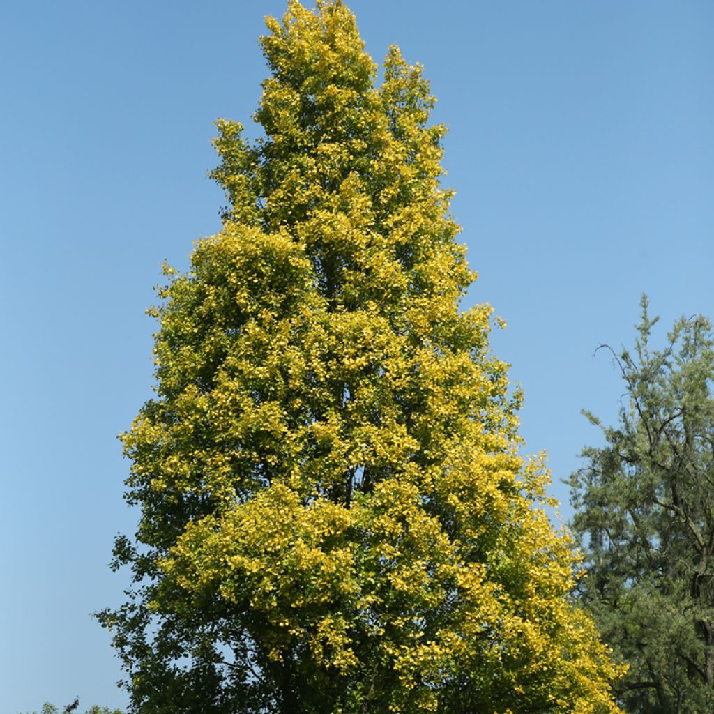 Populus nigra Lombardy Gold - Black Poplar