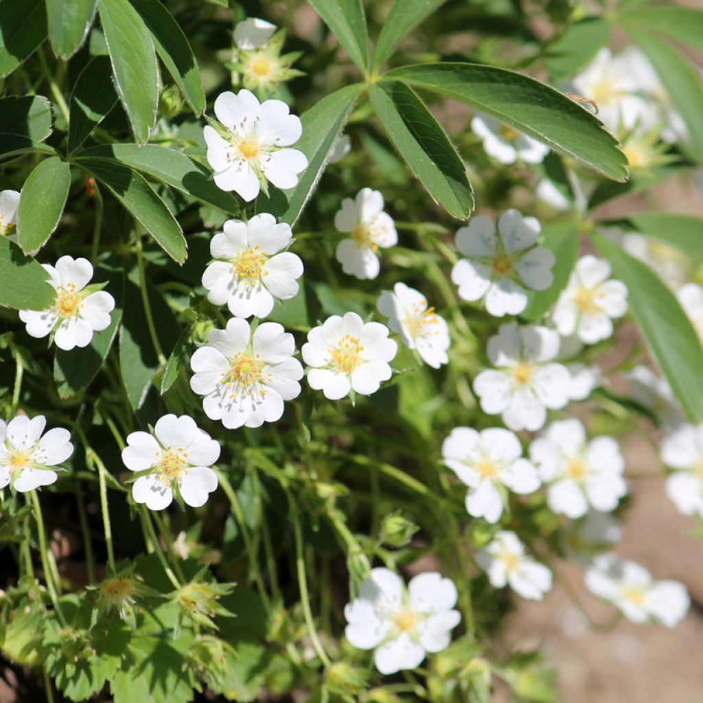 Potentilla alba