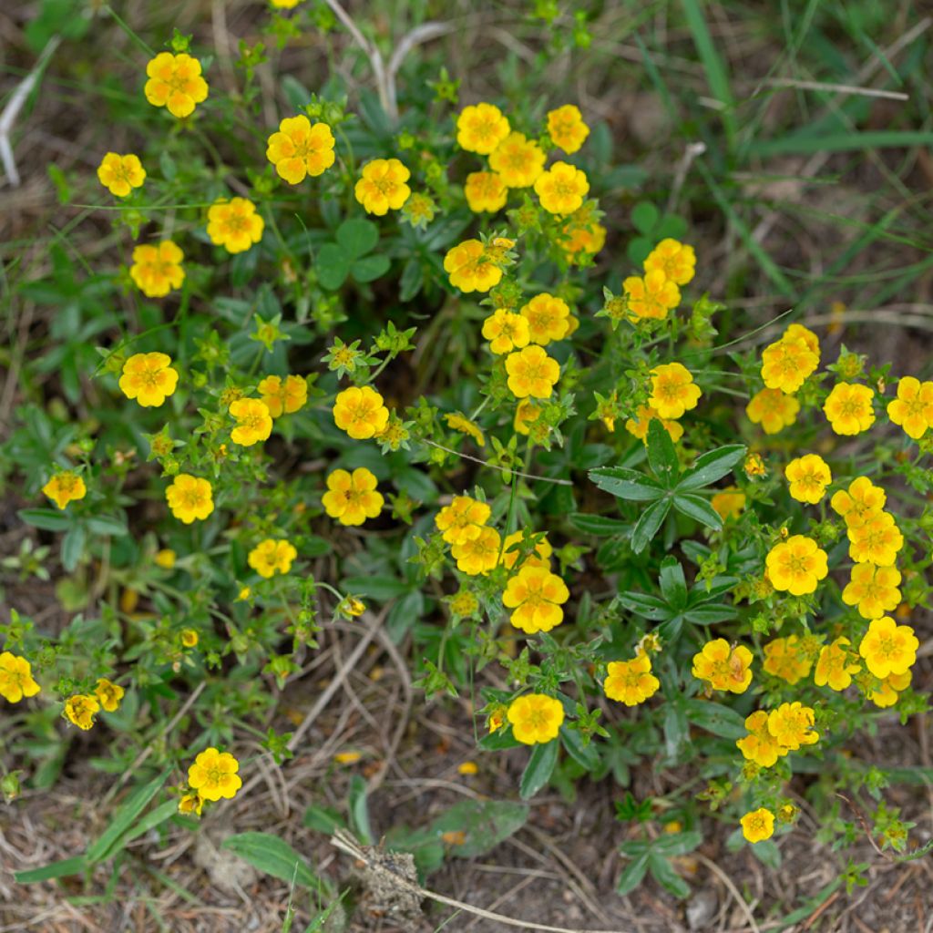 Potentilla aurea