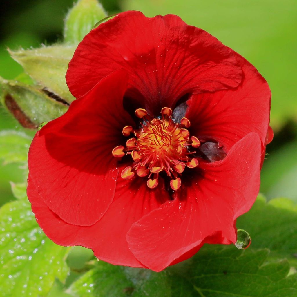 Potentilla cultorum Flamenco - Cinquefoil