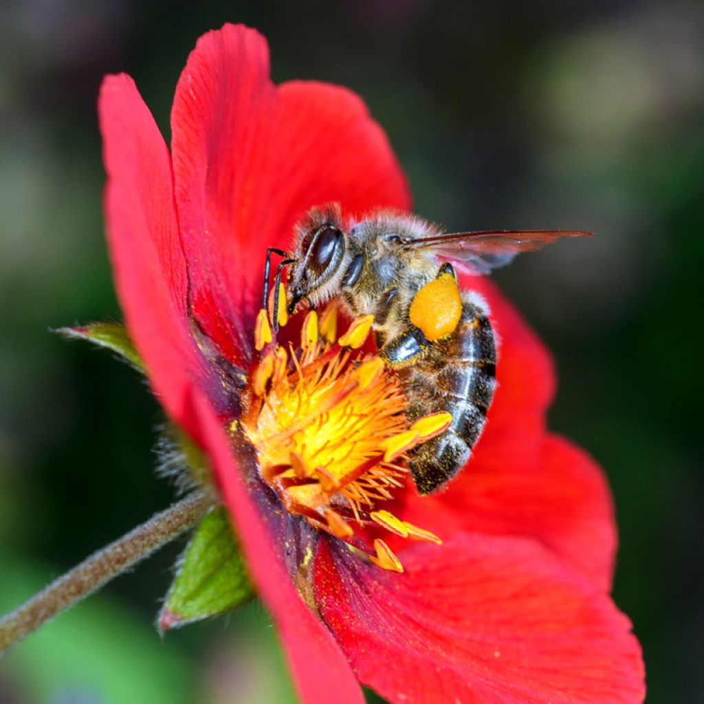 Potentilla cultorum Flamenco - Cinquefoil