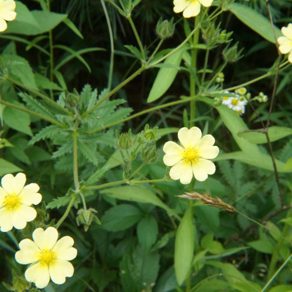 Potentilla recta var. sulphurea - Cinquefoil