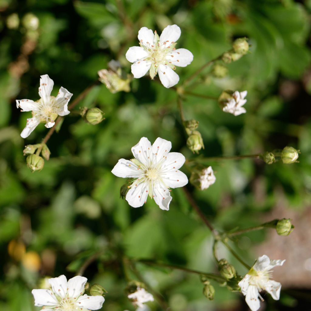 Potentilla tridentata Minima - Cinquefoil