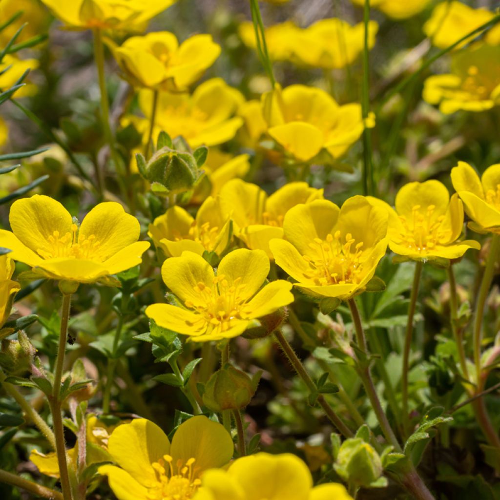 Potentilla verna - Cinquefoil