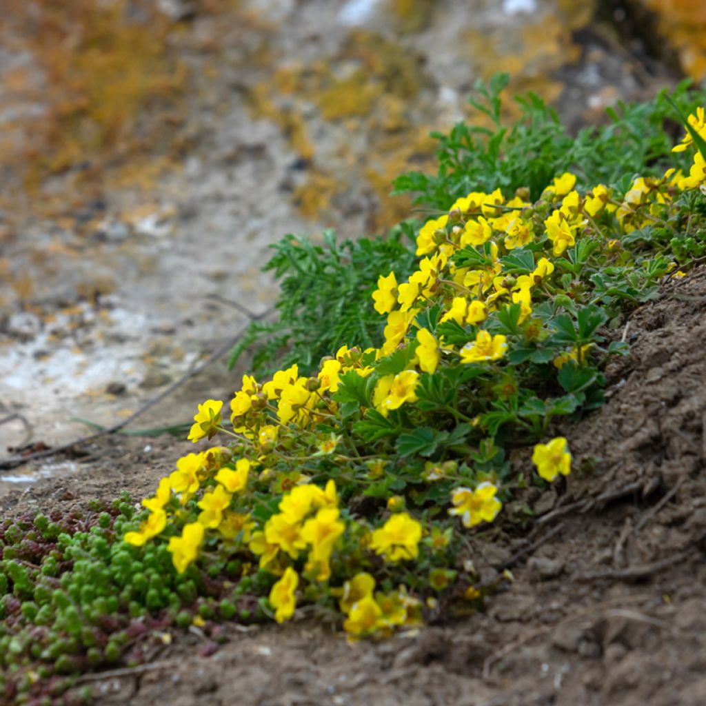 Potentilla verna - Cinquefoil