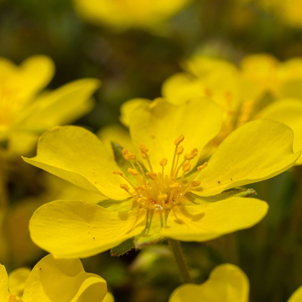 Potentilla verna - Cinquefoil