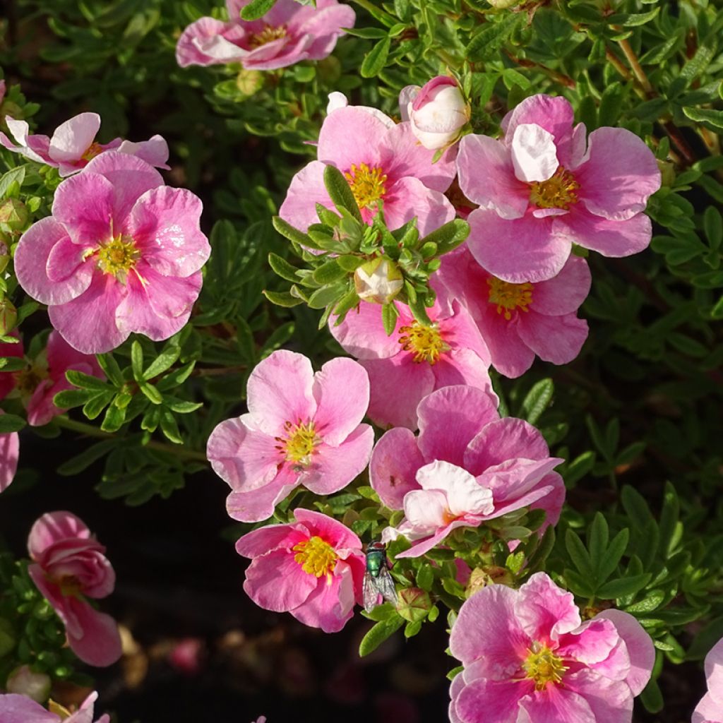 Potentilla fruticosa Bella Rosa