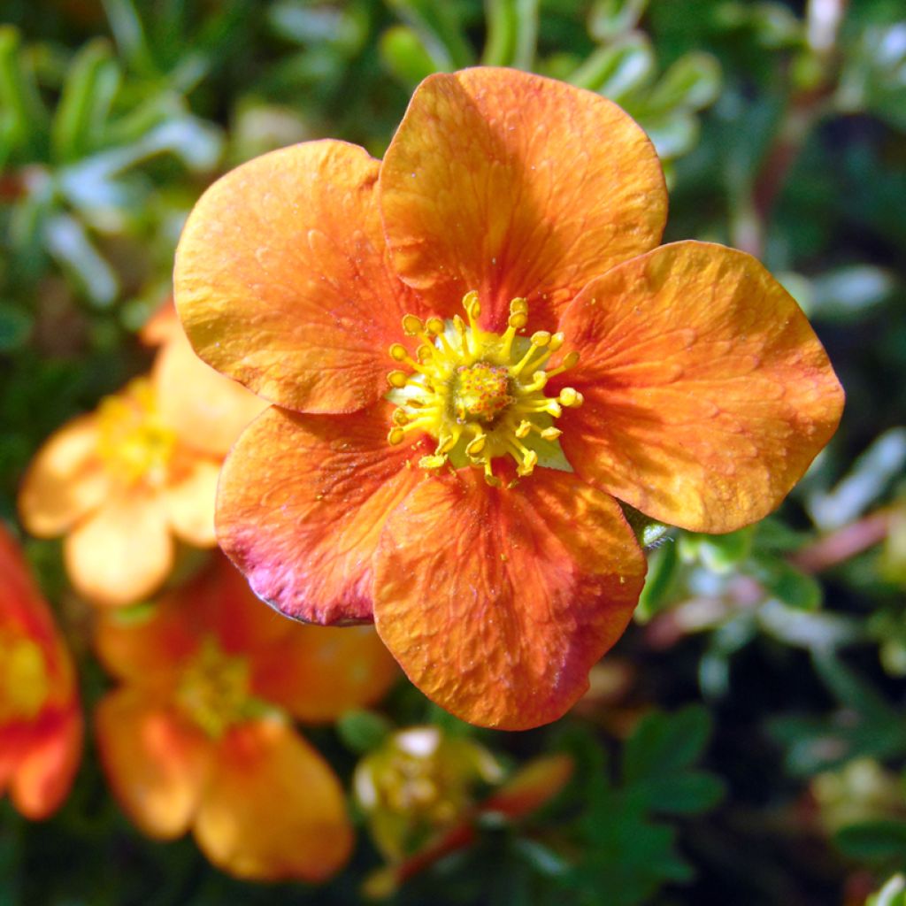 Potentilla fruticosa Hopleys Orange - Shrubby Cinquefoil