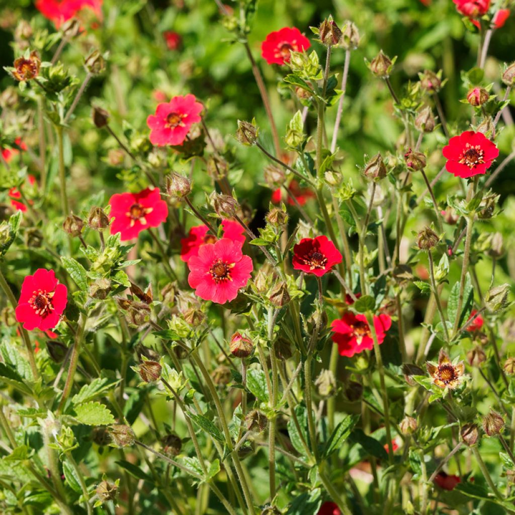 Potentilla Gibsons Scarlet - Cinquefoil