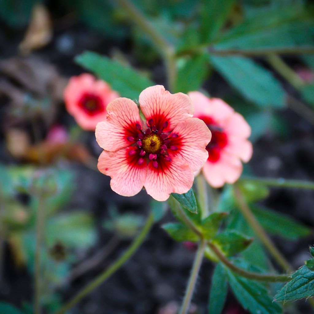 Potentilla hopwoodiana - Cinquefoil