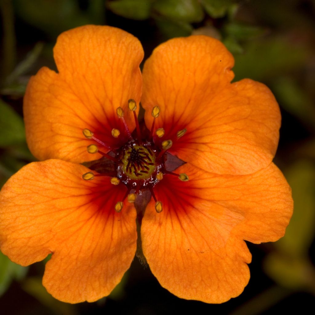 Potentilla x tonguei - Cinquefoil