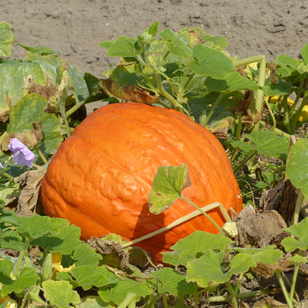 Pumpkin Atlantic Giant - Giant Squash - Cucurbita maxima